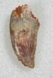 Serrated Raptor Tooth From Morocco - #13675-1